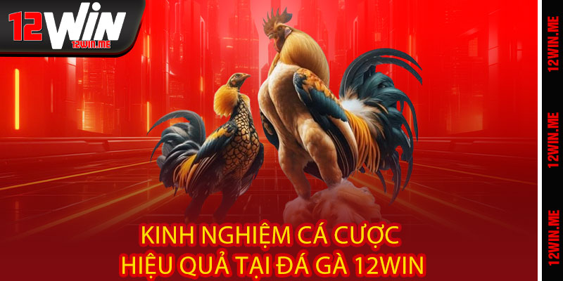 Kinh nghiệm cá cược hiệu quả tại Đá Gà 12WIN